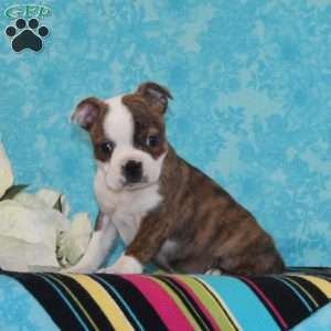 Pineapple, Boston Terrier Puppy